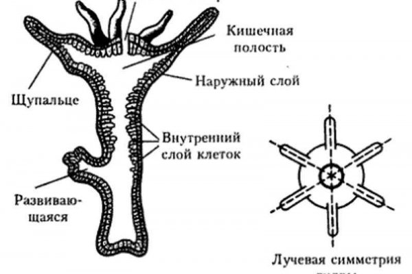 Ссылка на кракен зеркало